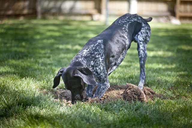 Dog digging in garden
